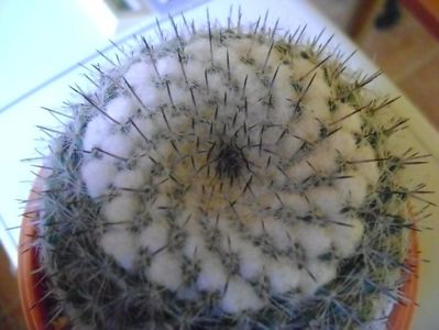 Mammillaria formosa ssp. chionocephala