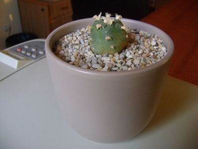 Lophophora williamsii v. jourdaniana