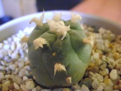 Lophophora williamsii v. jourdaniana