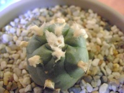 Lophophora williamsii v. jourdaniana