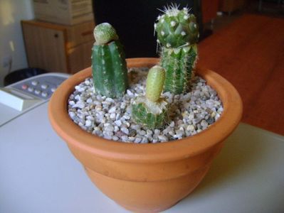 Grup de 3 cactusi altoiti; Blossfeldia liliputana
Copiapoa cinerea v albispina
Yavia cryptocarpa
