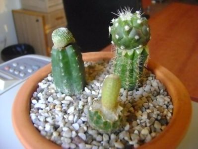 Grup de 3 cactusi altoiti; Blossfeldia liliputana
Copiapoa cinerea v albispina
Yavia cryptocarpa
