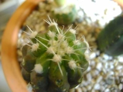 Copiapoa cinerea v. albispina