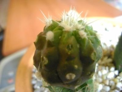 Copiapoa cinerea v. albispina