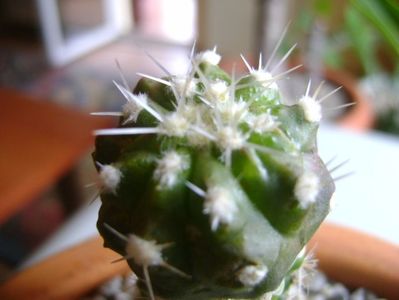 Copiapoa cinerea v. albispina