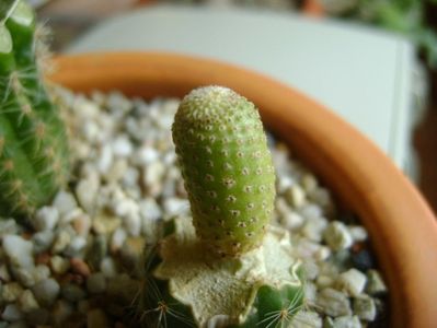 Yavia cryptocarpa