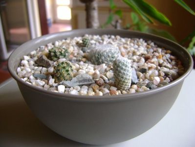 Grup de 5 cactusi; Mammillaria lenta
Mammillaria herrerae
Mammillaria hernandezii
Turbinicarpus alonsoi
Turbinicarpus gracilis
