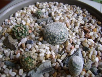 Grup de 5 cactusi; Mammillaria lenta
Mammillaria herrerae
Mammillaria hernandezii
Turbinicarpus alonsoi
Turbinicarpus gracilis
