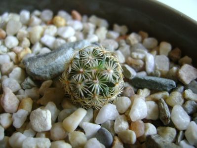 Mammillaria hernandezii