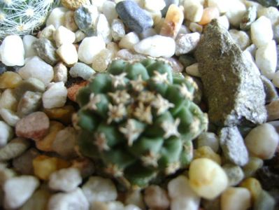 Turbinicarpus alonsoi