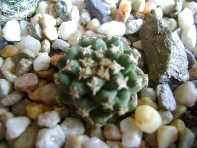 Turbinicarpus alonsoi