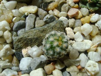 Turbinicarpus gracilis