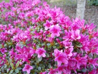 Azalea-japonica-Amoena-