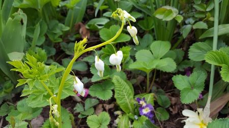 Dicentra