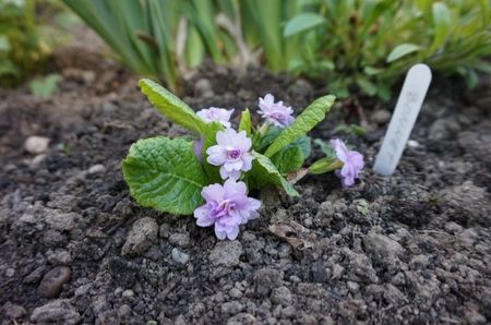 Primula vulgaris 'Quaker's Bonnet'