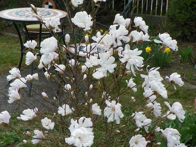 magnolia stellata