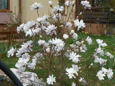 magnolia stellata