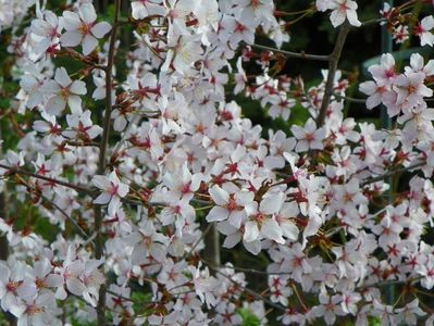 prunus kurilensis Ruby