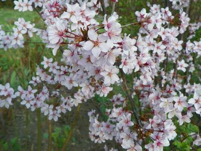 prunus kurilensis Ruby