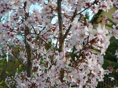 prunus kurilensis Ruby