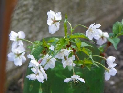 prunus nipponica Brilliant