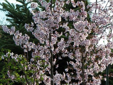 prunus kurilensis Ruby