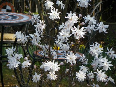 magnolia stellata