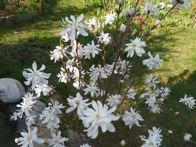 magnolia stellata