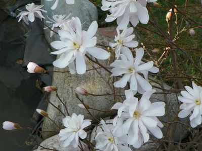 magnolia stellata