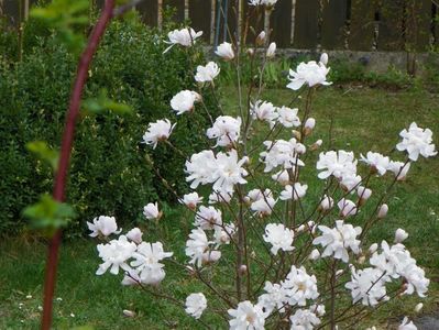 magnolia stellata