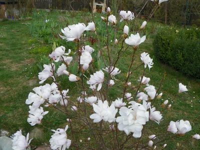 magnolia stellata