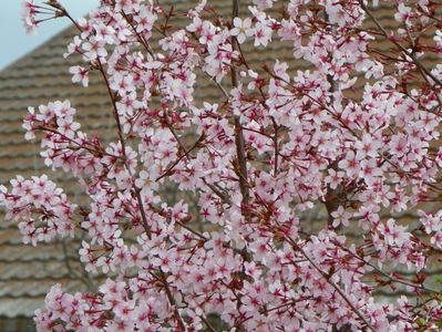 prunus kurilensis Ruby