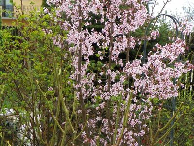 prunus kurilensis Ruby