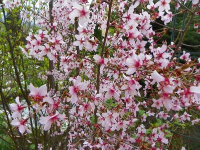 prunus kurilensis Ruby