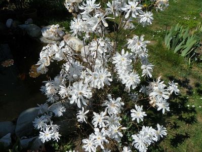 magnolia stellata