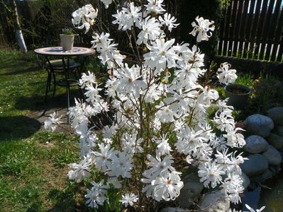 magnolia stellata