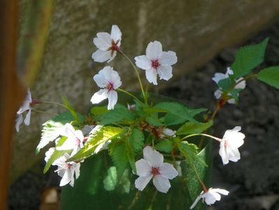 prunus nipponica Brilliant