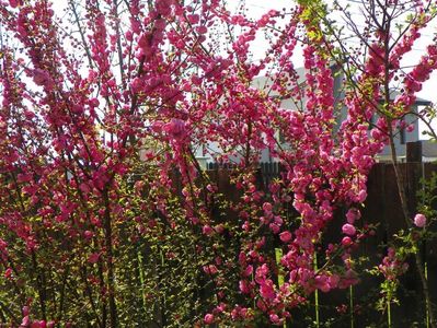 prunus triloba