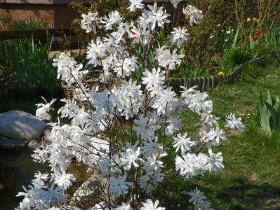 magnolia stellata