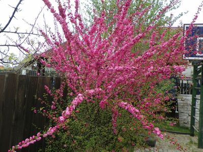 prunus triloba