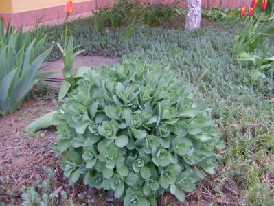 Sedum Abbeydore, lastari noi