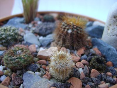 Grup de 10 frailea; Frailea bueneckeri v. densispina
Frailea horstii
Frailea  pulcherrima
Frailea castanea
Frailea schilinshiana
Frailea pumila
Frailea cataphracta
Frailea castanea (2)
Frailea magnifica
