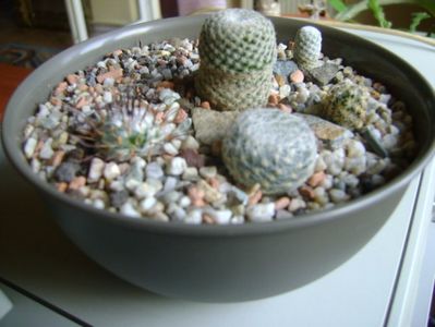 Grup de 5 mammillarii; Mammillaria crucigera, perezdelarosae, lenta, hernandezii, herrerae
