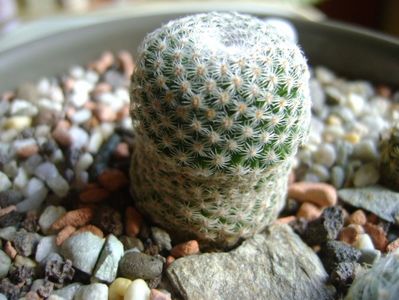 Mammillaria crucigera