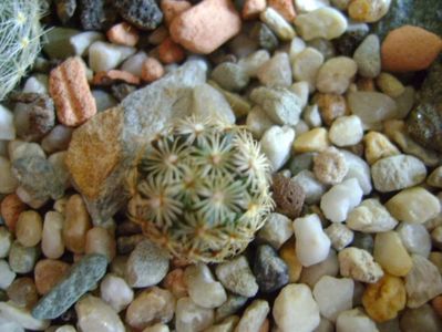 Mammillaria hernandezii