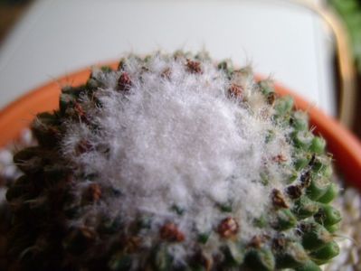 Mammillaria polythele cv. Stachellos