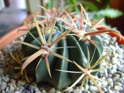 Ferocactus latispinus