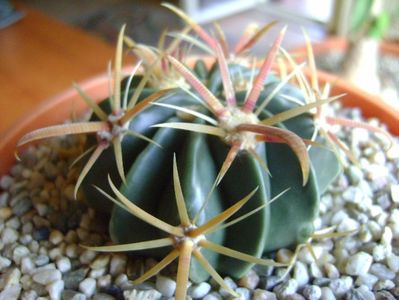 Ferocactus latispinus