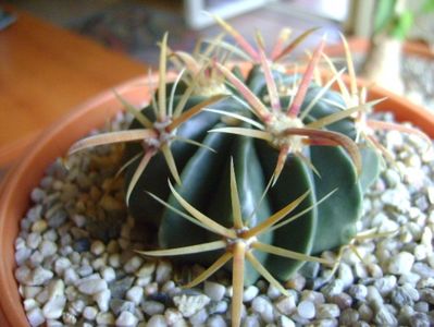 Ferocactus latispinus