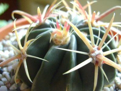 Ferocactus latispinus